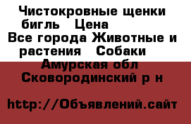 Чистокровные щенки бигль › Цена ­ 15 000 - Все города Животные и растения » Собаки   . Амурская обл.,Сковородинский р-н